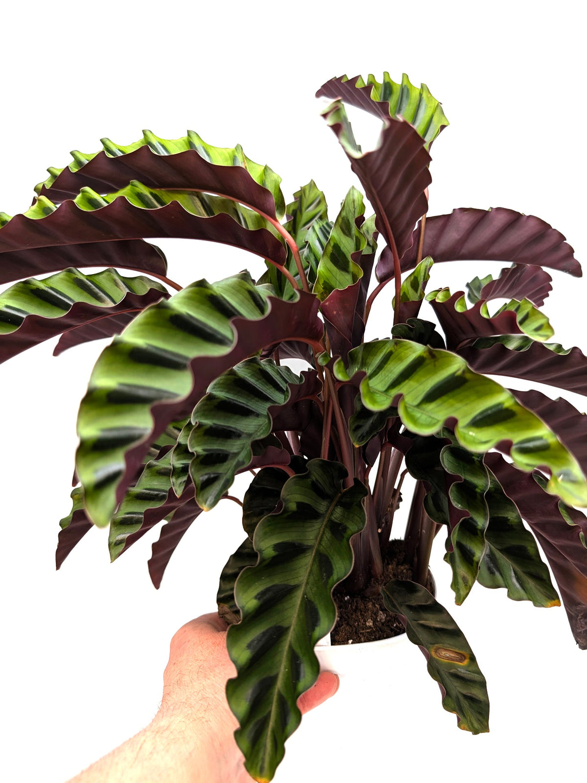 Calathea „Velvet Glory“ große Größe