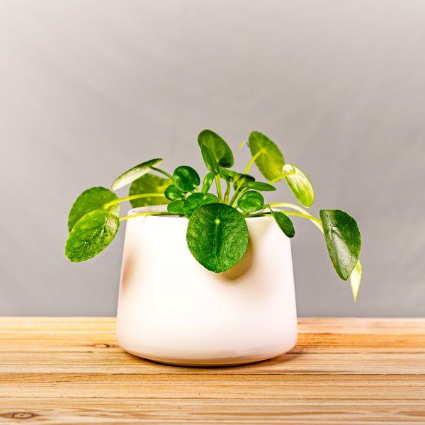 UFO plant with flat pancake shaped green leaves in a terracotta pot