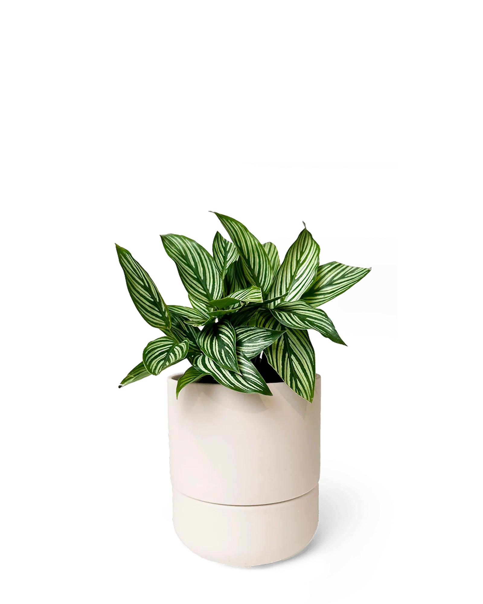 Chive Ryan blush pink ceramic self-watering pot with drainage and saucer styled with a plant.