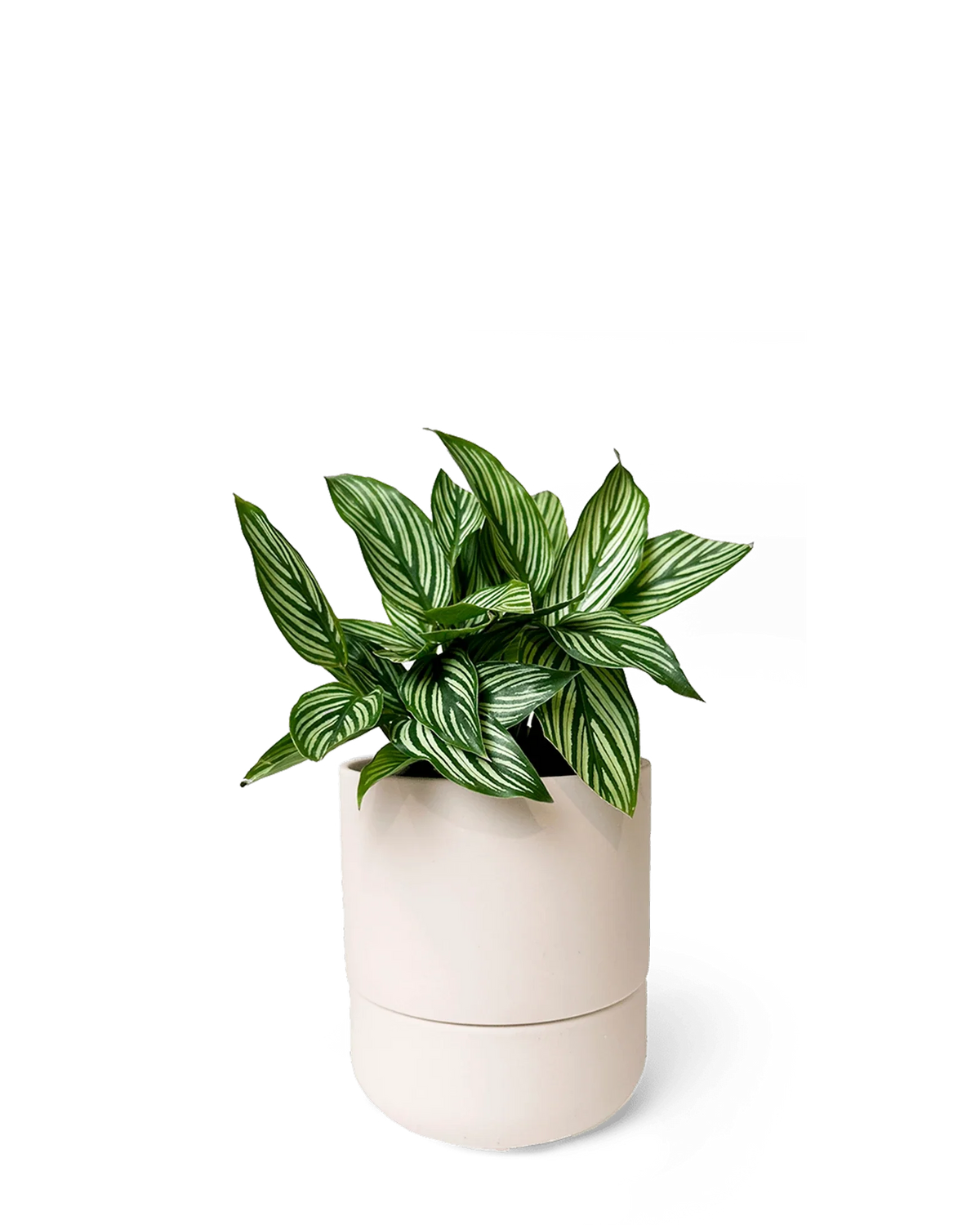 Chive Ryan blush pink ceramic self-watering pot with drainage and saucer styled with a plant.