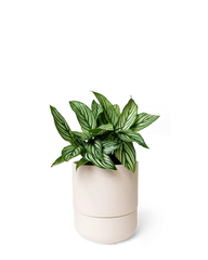 Chive Ryan blush pink ceramic self-watering pot with drainage and saucer styled with a plant.