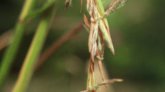 Cidreira Flower Remedy