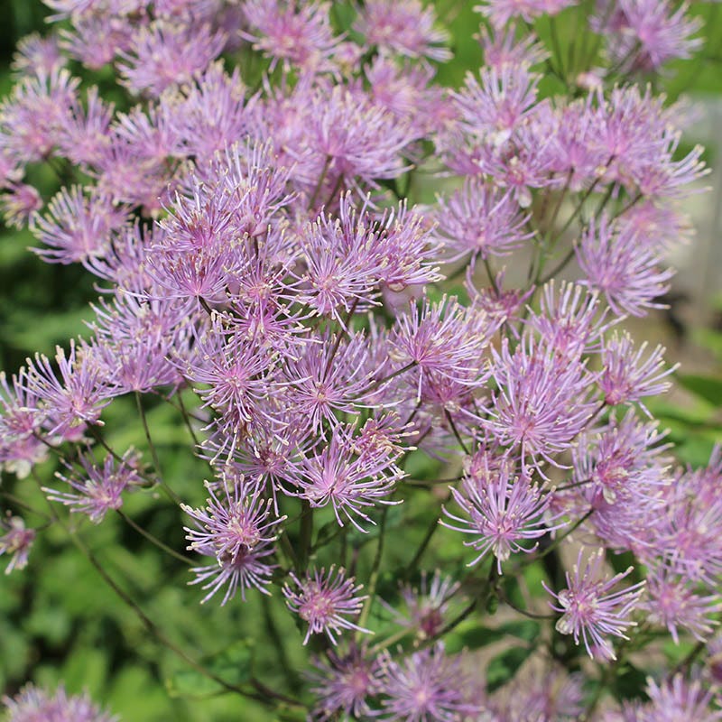 Columbine Meadow Rue (Thalictrum)|Thalictrum aquilegiifolium, Columbine Meadow Rue, Early Spring Flowers