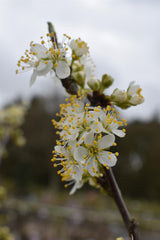 Plum tree 'Mirabelle de Nancy' | Prunus domestica - Height 100-120cm - 20lt