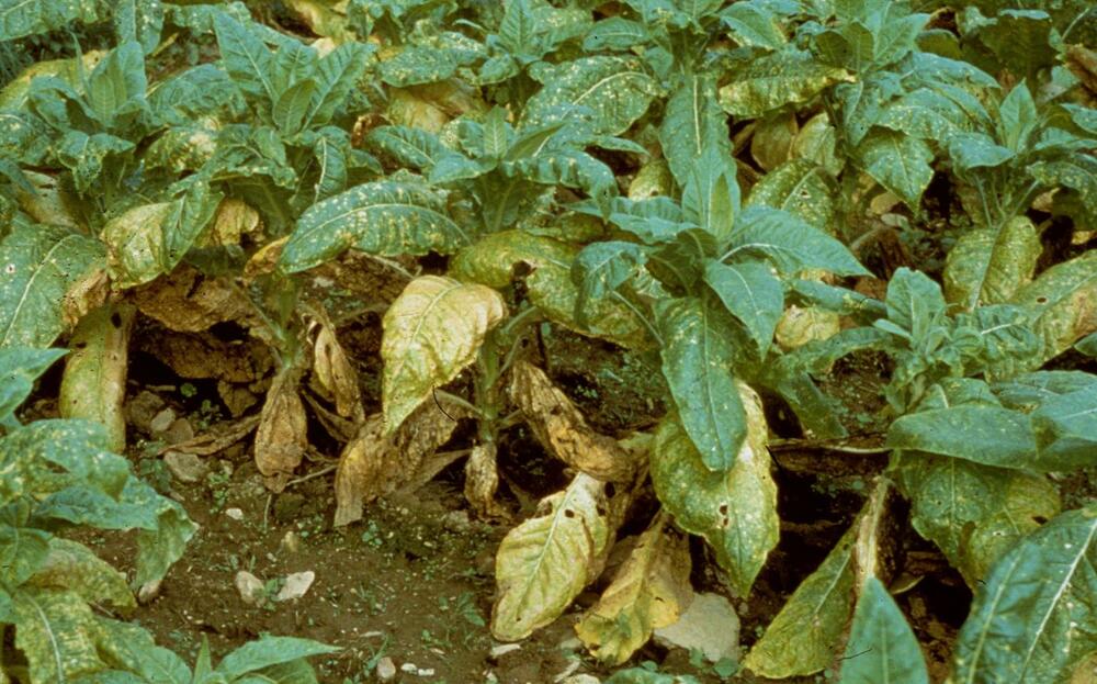 Tobacco