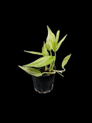 Amydrium zippelianum variegated (S)