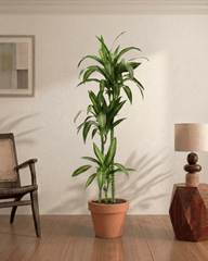 Dracaena Hawaiian Sunshine (Dracaena) - Bostan