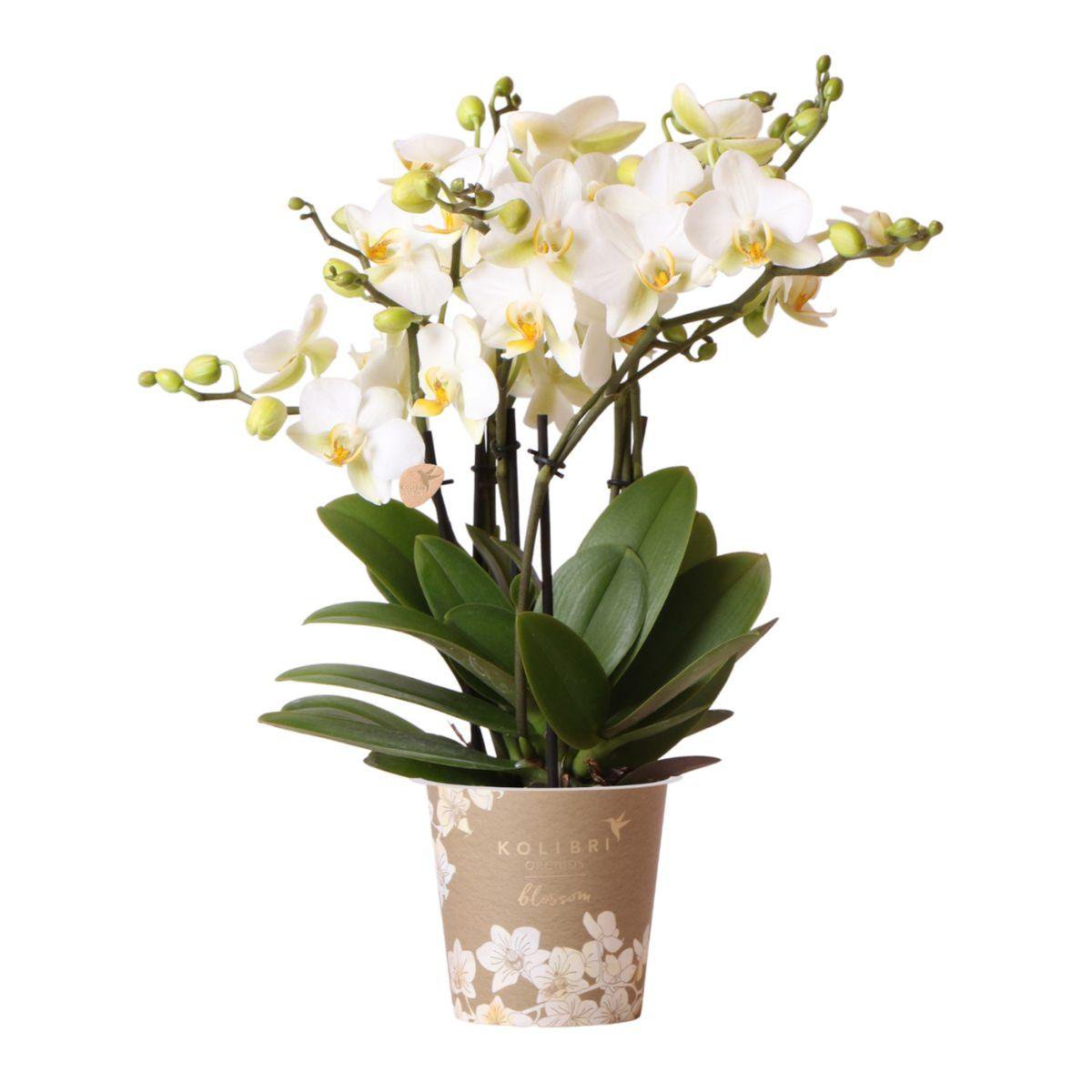 Kolibri-Orchideen - Classic Floral