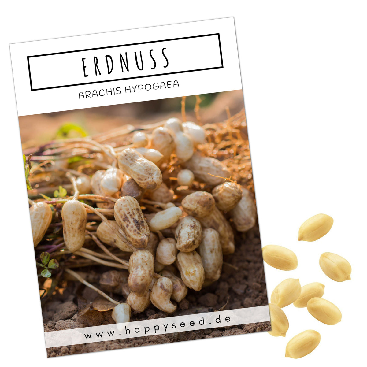 Erdnuss Samen - Arachis hypogeae - HappySeed