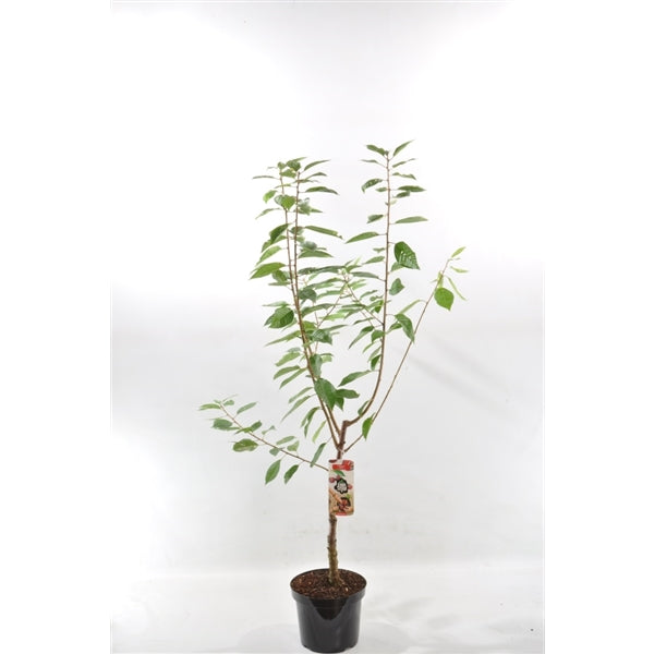 Süßkirsche Merchant – Prunus avium Merchant | Kirschbaum für Garten & Obstwiese (100–120 cm)
