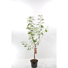 Süßkirsche Merchant – Prunus avium Merchant | Kirschbaum für Garten & Obstwiese (100–120 cm)