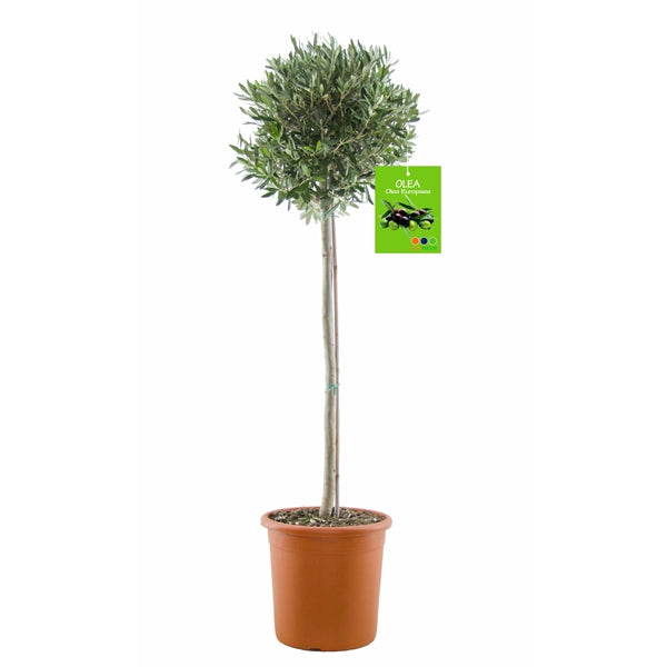 SONDERPREIS: Olivenbaum Olive 160-180 cm dicker Stamm  beste Qualität  winterhart + robust