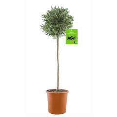 SONDERPREIS: Olivenbaum Olive 160-180 cm dicker Stamm  beste Qualität  winterhart + robust