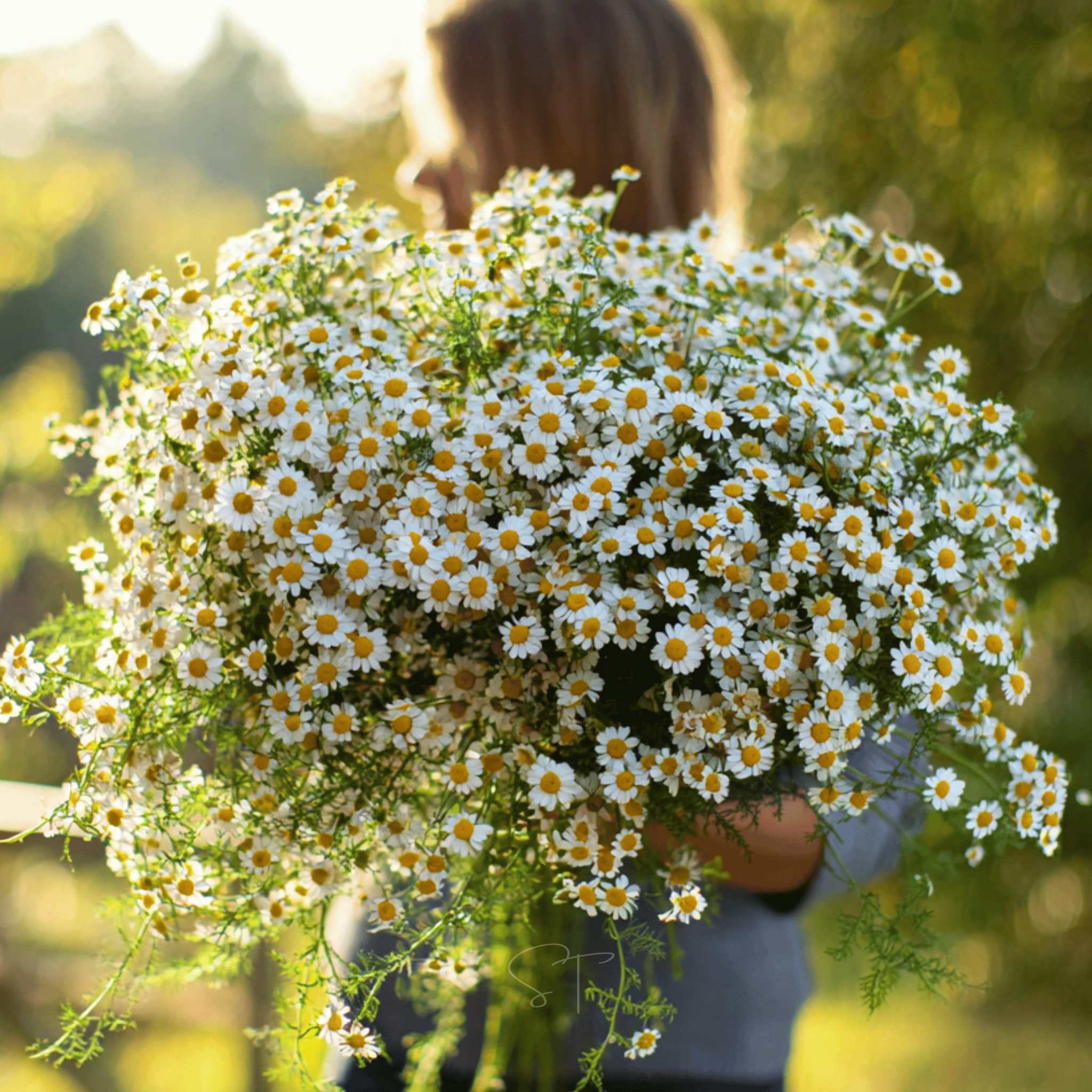 Feverfew – 100 Seeds seed packet from Seed Therapy – American - grown, heirloom seeds