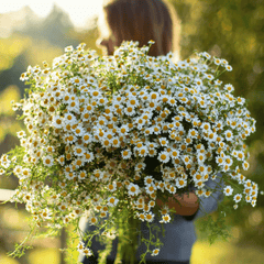 Feverfew – 100 Seeds seed packet from Seed Therapy – American - grown, heirloom seeds