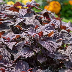 SHISO 'Purple' --Perilla frutescens--