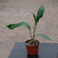 Gabriella Plants 4" Anthurium 'Big Bill'