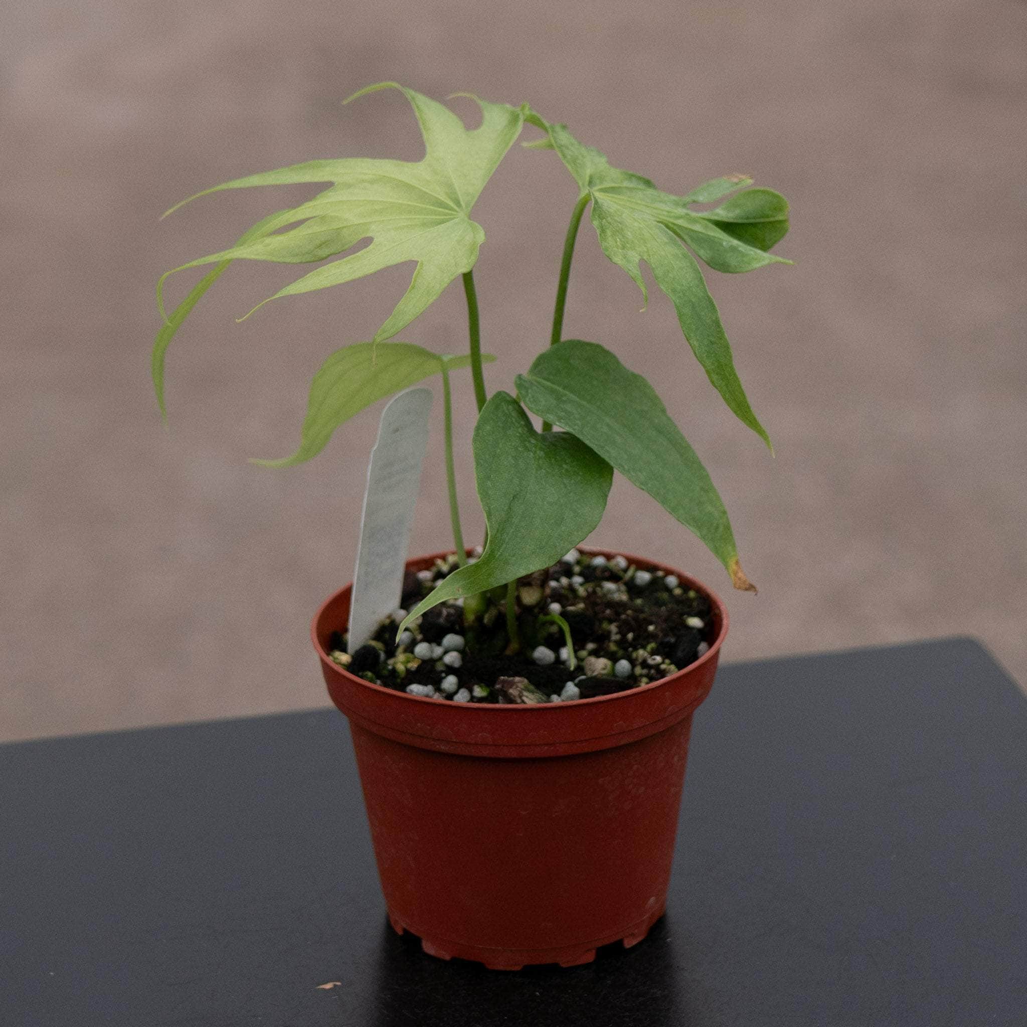 Gabriella Plants Anthurium 4" Anthurium pedatoradiatum "Fingers"