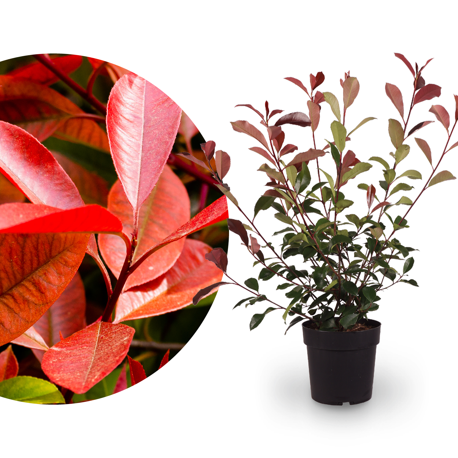 Glanzmispel 'Red Robin'