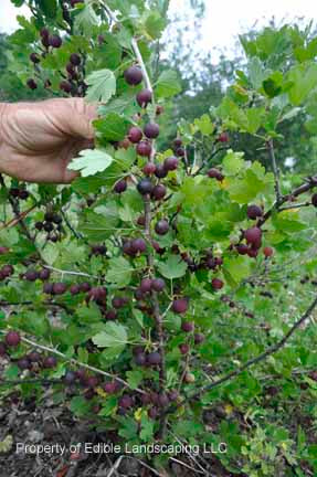 Black Velvet Gooseberry