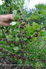 Black Velvet Gooseberry