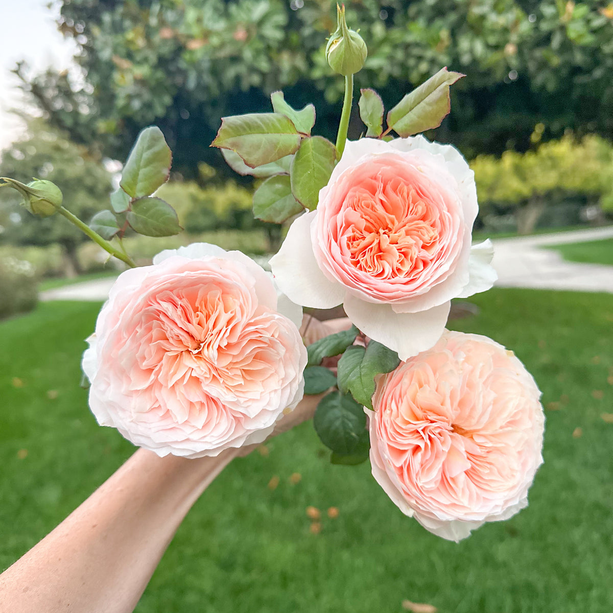 Han Xian Potted Rose Bush