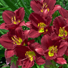 Ruby Stella Daylily with wine-red blooms.