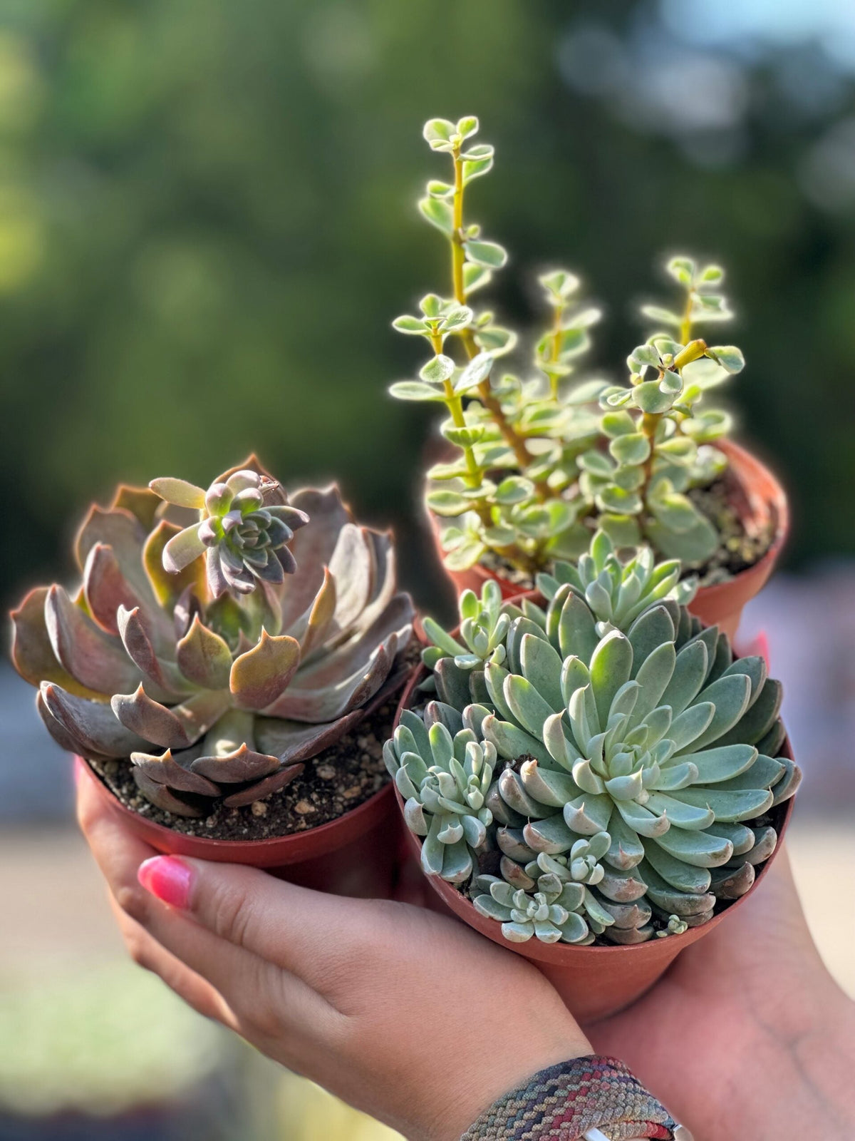 Succulent