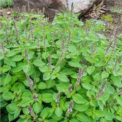 Holy Basil - Herbs