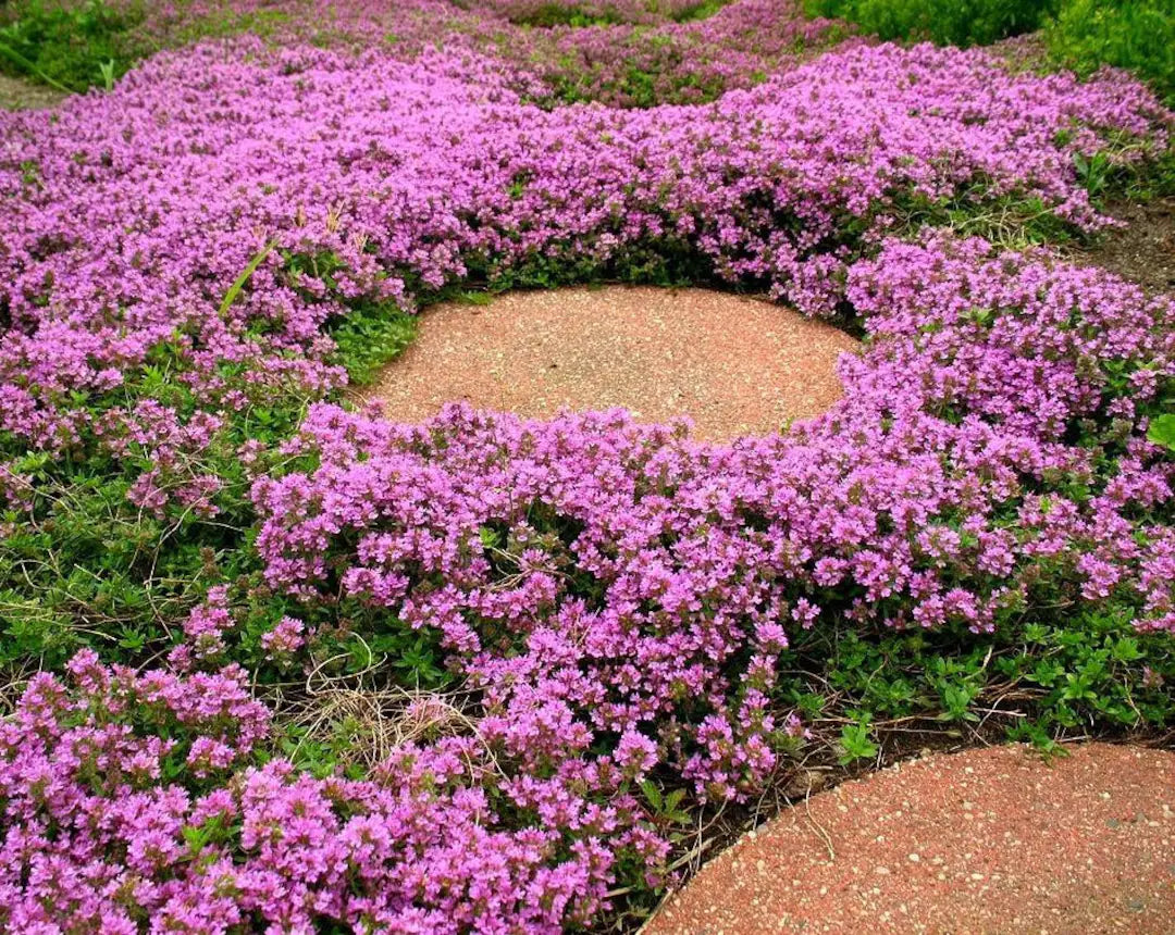 Creeping Thyme Flower Seeds, Thyme Flower Seeds, Heirloom Non-GMO Thymus Serpyllum Flower Seeds