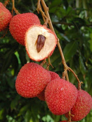 Lychee Plant - 2 to 3 Feet Tall - Airlayered Tree - Ship in 3 Gal Pot