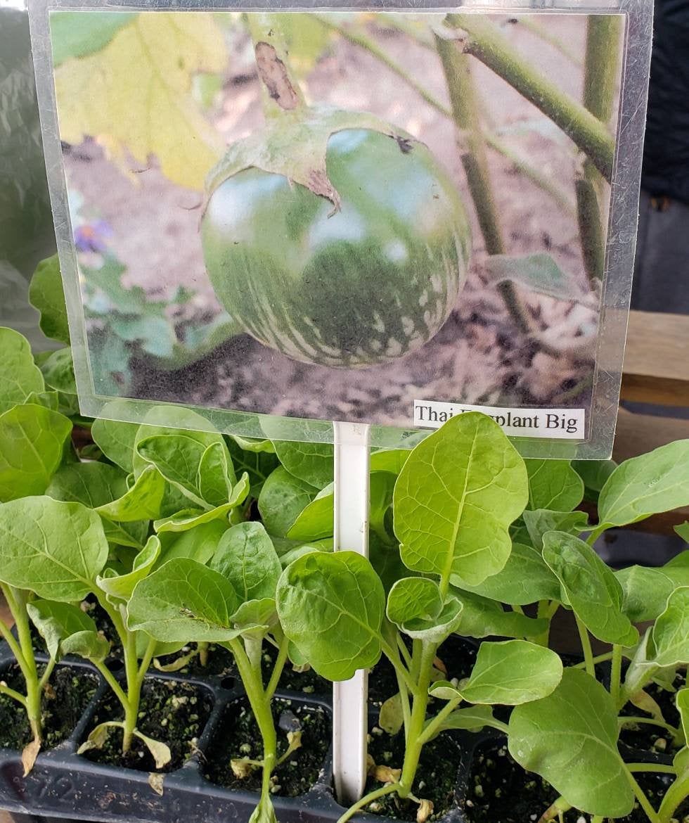 Thai Green Eggplant (Big) Starter Live Plants - 4 Seedlings