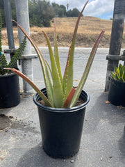 Large Aloe Vera Plant Bare root