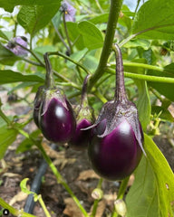 Round Purple Eggplant Seeds - Plant and Heal