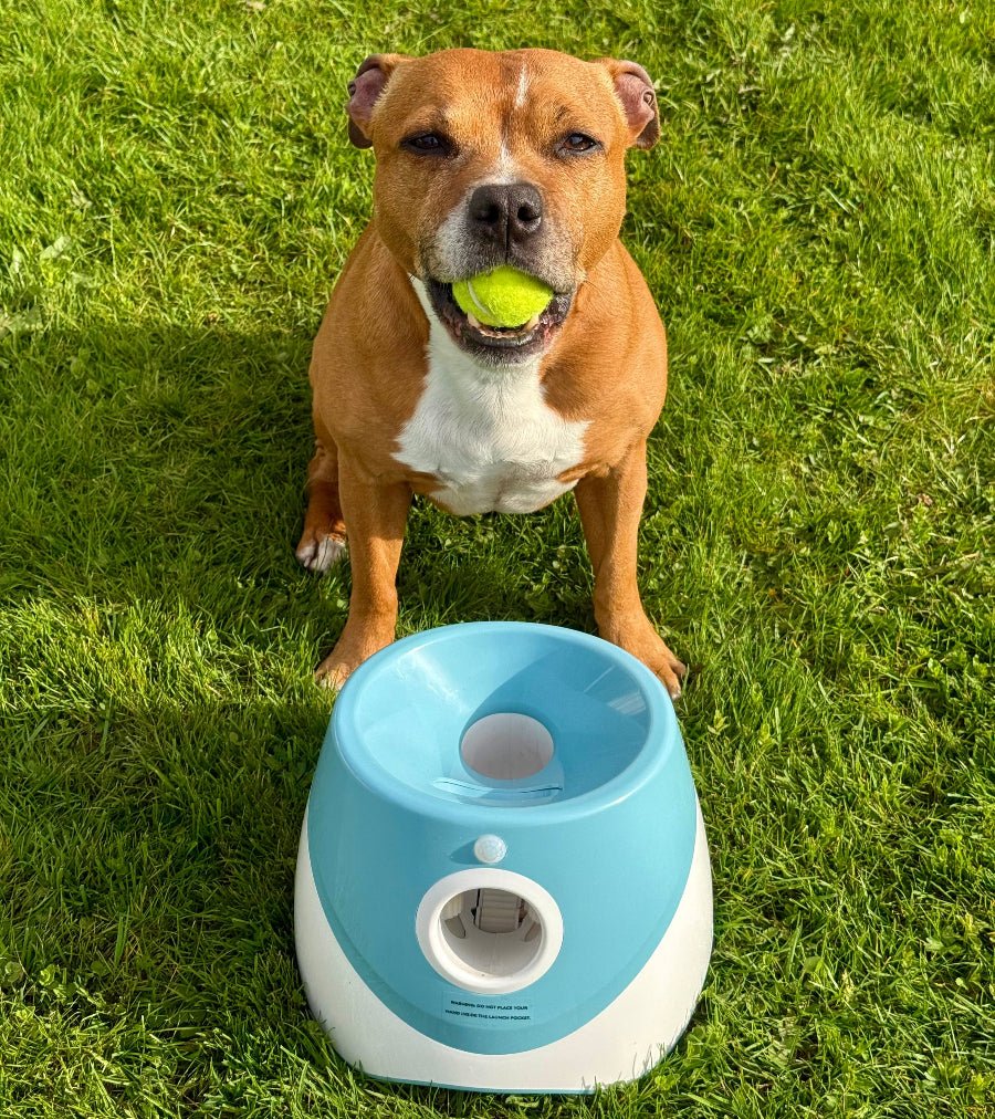 Funzie™ – Automatisk bollkastare för hund - GodHund