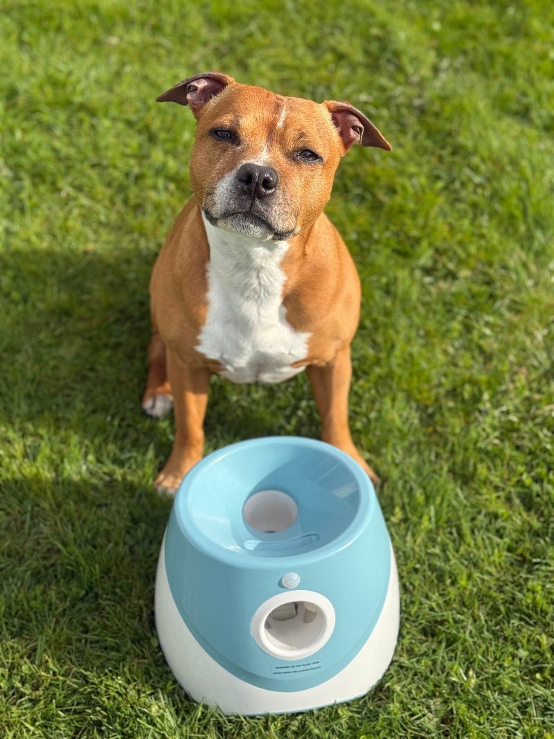 Funzie™ – Automatisk bollkastare för hund - GodHund