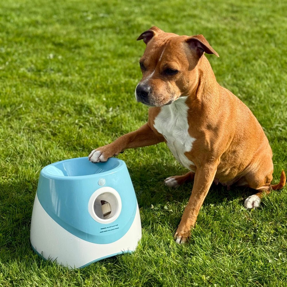 Funzie™ – Automatisk bollkastare för hund - GodHund