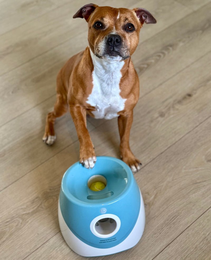 Funzie™ – Automatisk bollkastare för hund - GodHund