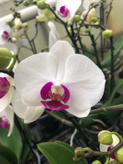 Phalaenopsis Hybride "WB21"