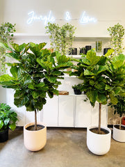 Ficus Lyrata