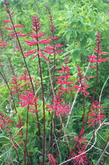 Coralbean - Native Gardeners