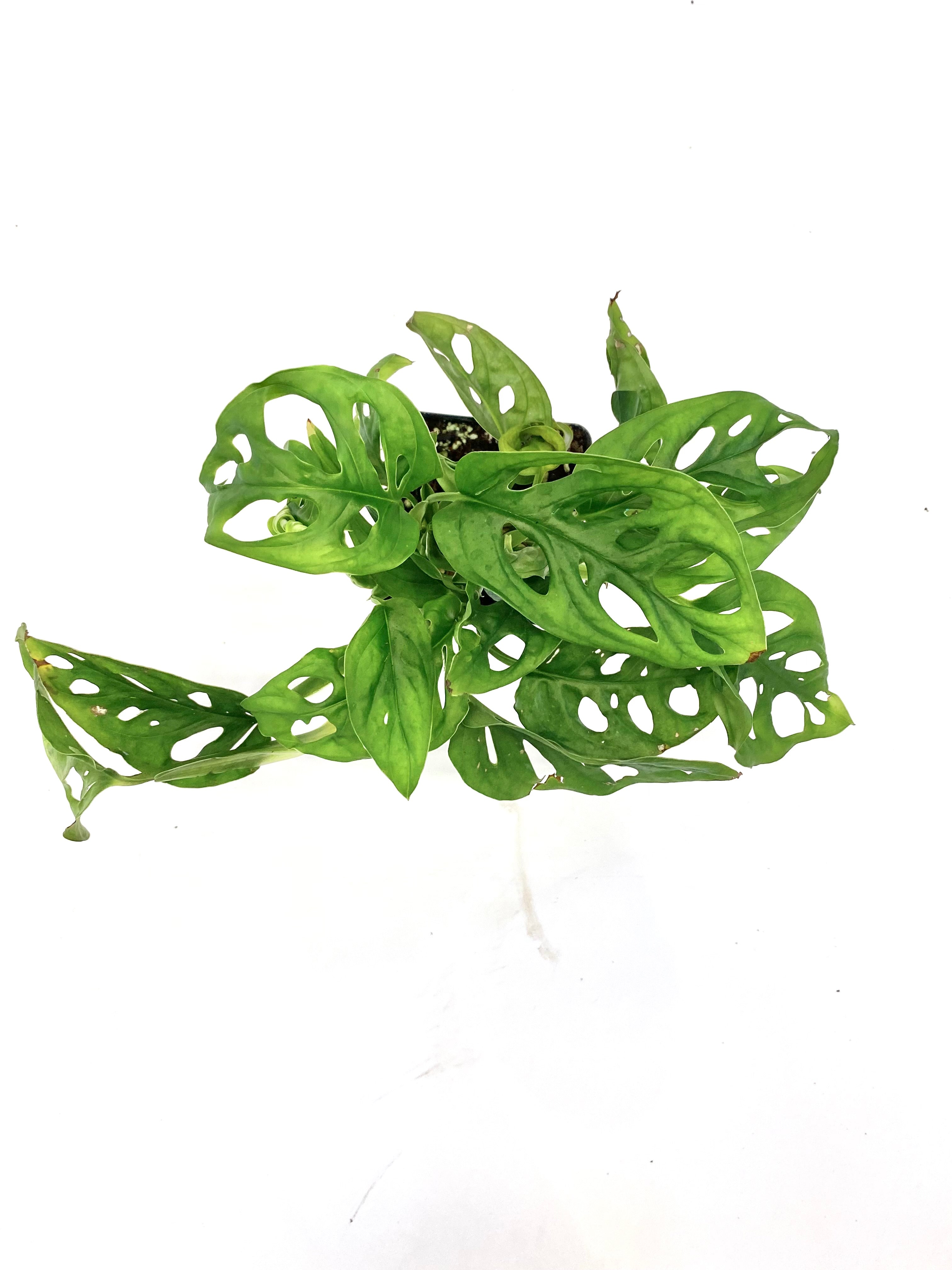 Wide Form Swiss Cheese "Monstera Adansonii"