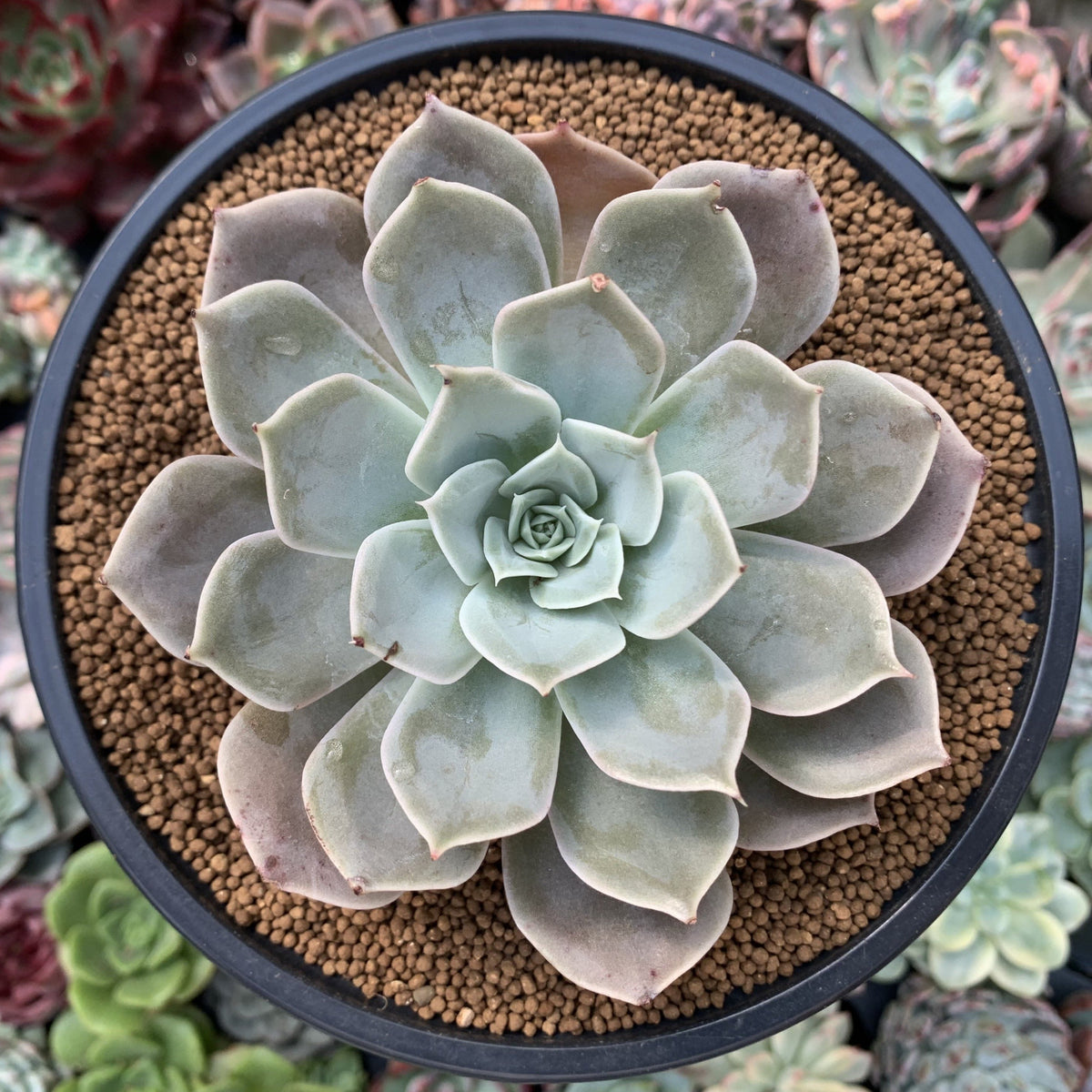 Echeveria 'Texas Red' 3"-4" Succulent Plant