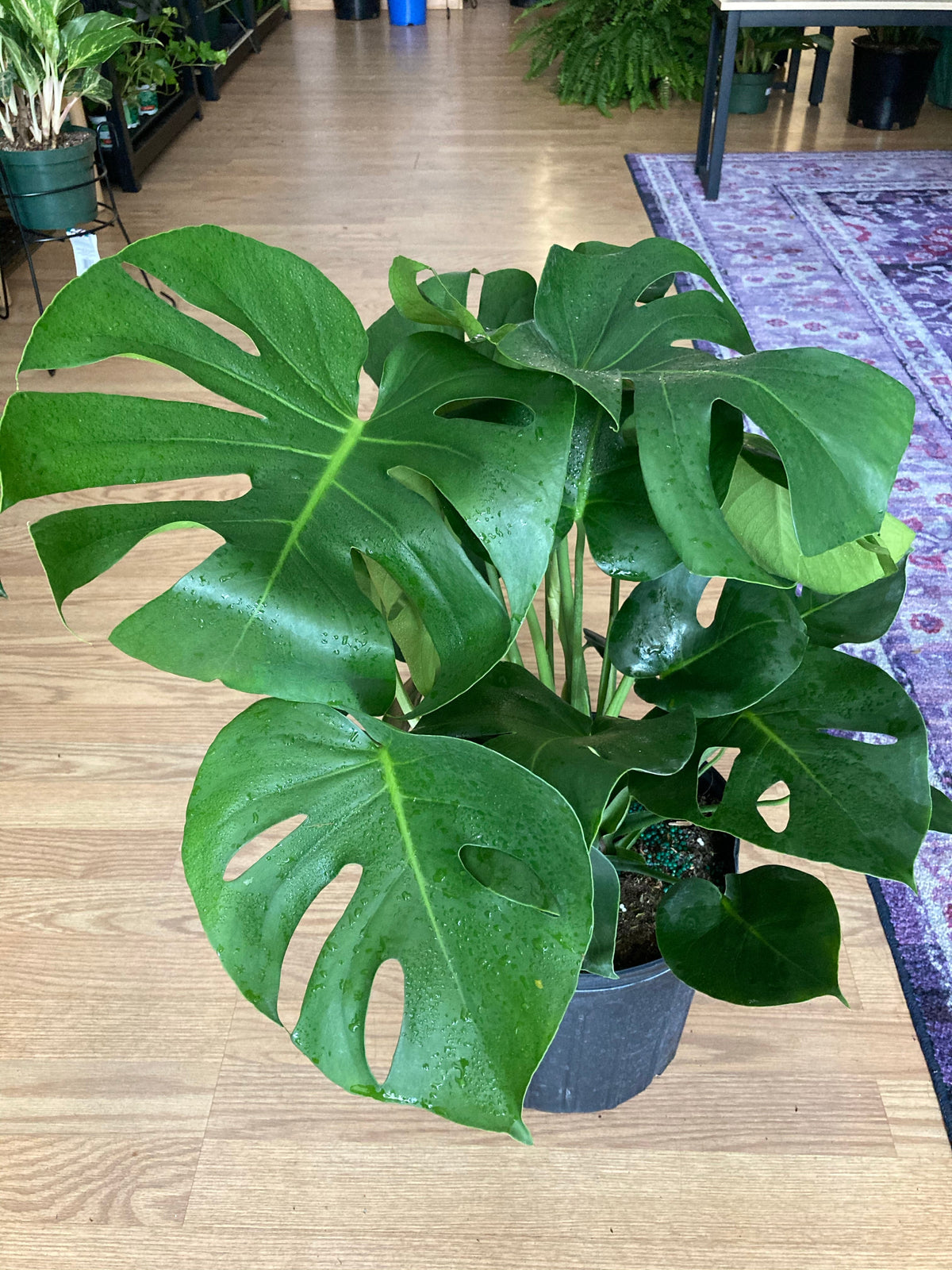 Monstera deliciosa 'Split Leaf'