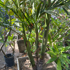 King Palm - C&J Gardening Center