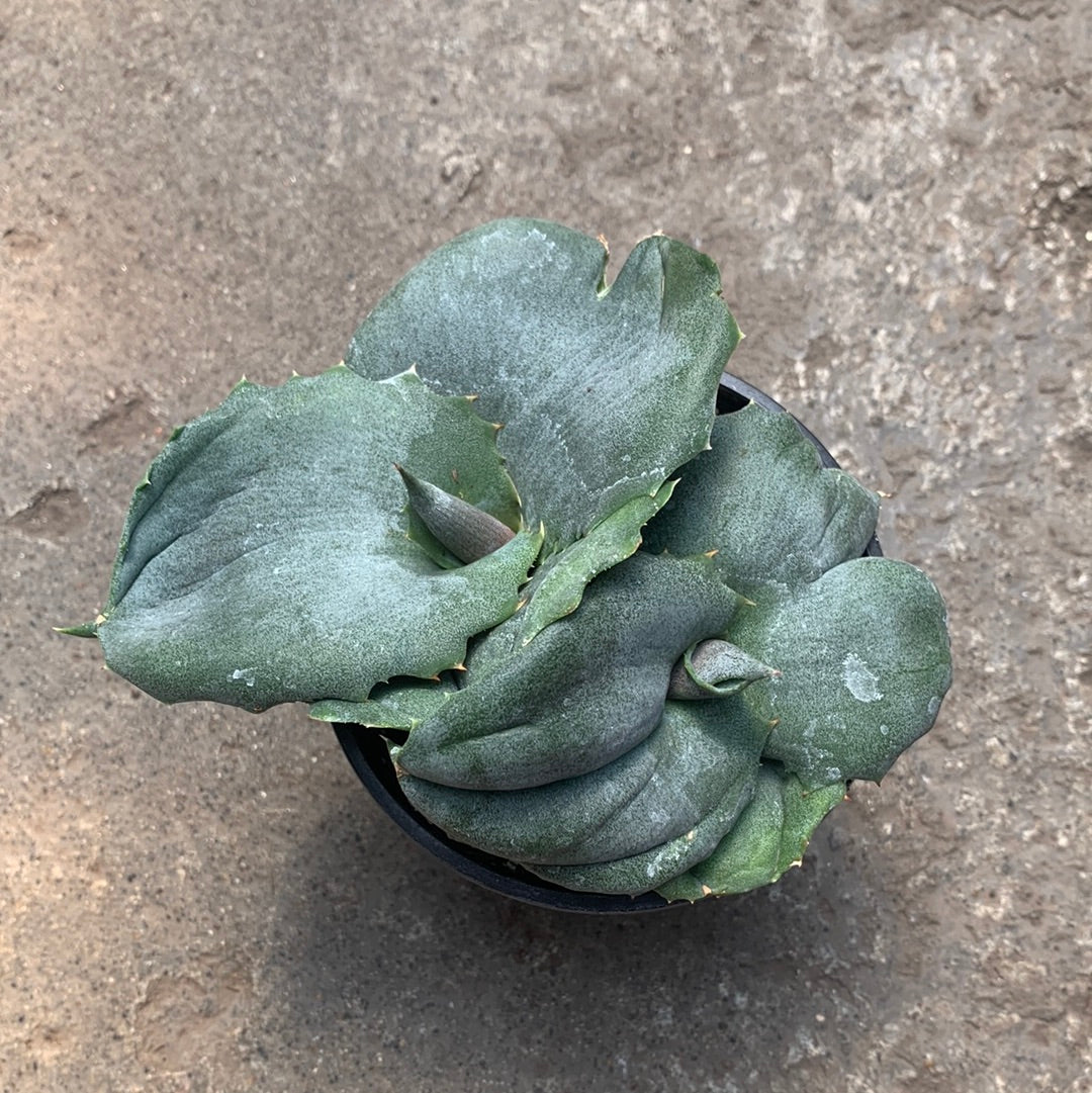 Agave marbleata