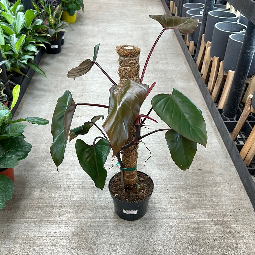 Philodendron 'Dark Lord' 6"