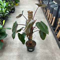 Philodendron 'Dark Lord' 6"