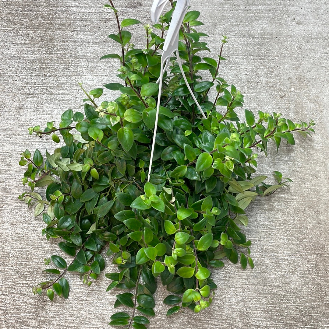 Aeschynanthus sp. variegata 8" - Variegated Lipstick Plant