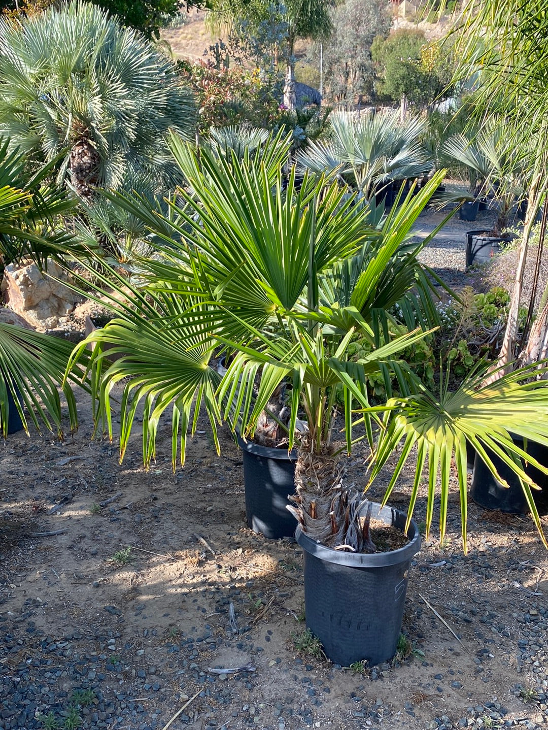 Trachycarpus fortunei
